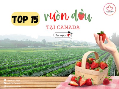 TOP 15 VƯỜN DÂU TẠI CANADA CHO BẠN THỎA SỨC LÀM NÔNG DÂN!!!